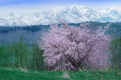 受賞写真11「桜佇む丘」
