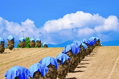 受賞写真9「ニオに立ち上る夏雲」