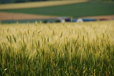 受賞写真14「黄金色の麦畑」