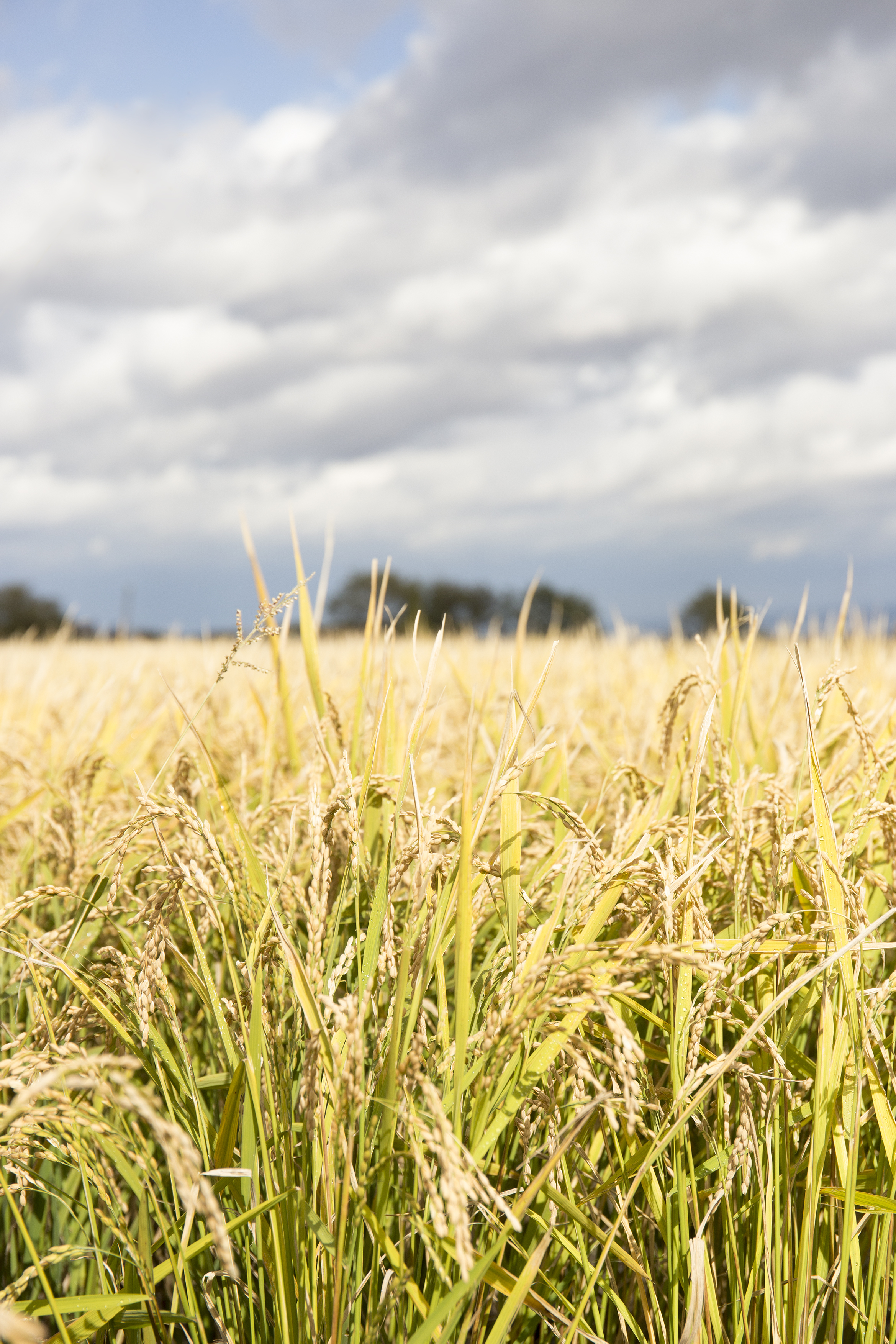 rice_print_025.jpg