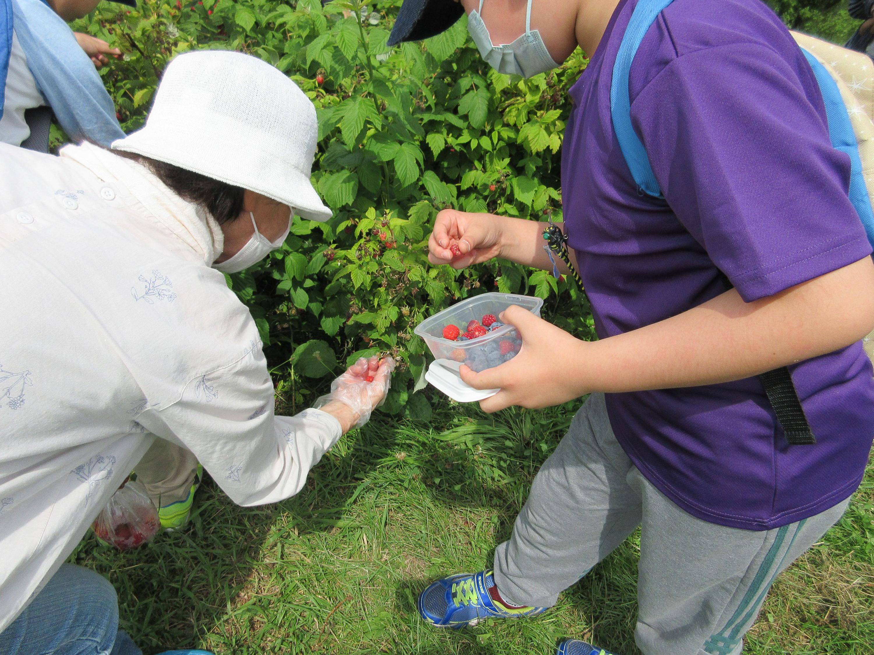 ベリー摘み取り.jpg